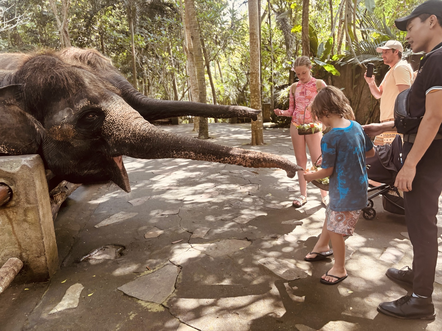 The Parkes children meeting an elephant