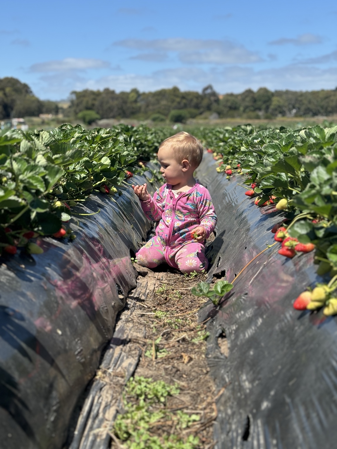 Paloma sitting among strawberry plants